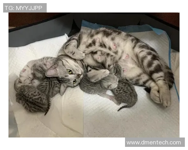 足球明星猫舍的可爱猫咪图片欣赏与明星们的温馨时刻分享 足球明星猫舍的可爱猫咪图片欣赏与明星们的温馨时刻分享